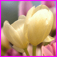 Home : Friendship : Friendship Etc - May Your Day Be Beautiful...