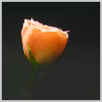 Home : Friendship : Friendship Etc - A Romantic Spanish Card.