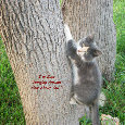 Home : Friendship : Between Friends - Hanging Around Friend Kitten.